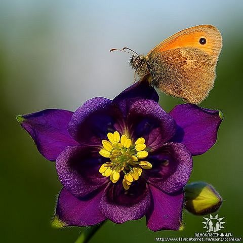 Светлана Ямалеева