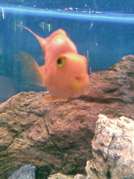 М-Хан Алханов