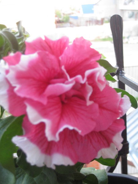 Татьяна Аникеева