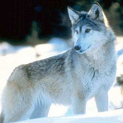 Роман Бежков