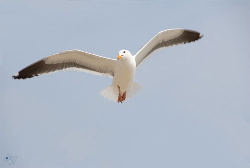 Джек Самурай