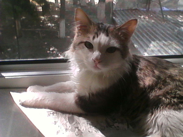 Наталья Никифорова