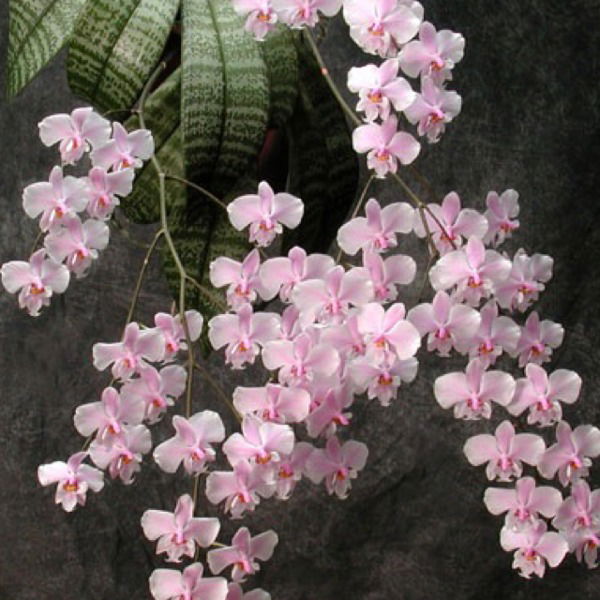 Елена Ларичева