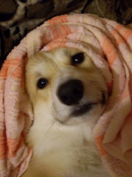 Елена Маркова