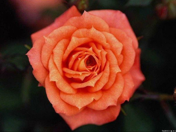 Анна Бормотина