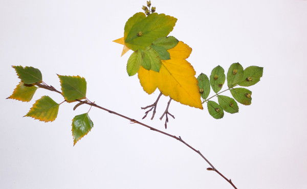 Анастасия Ланцова