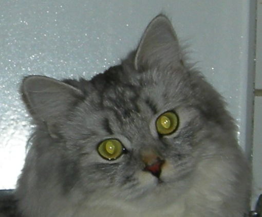 Ольга Грибакова