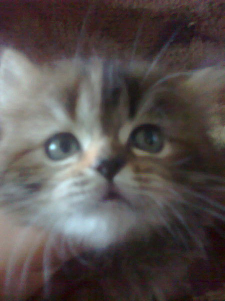 Ангелина Анощенко