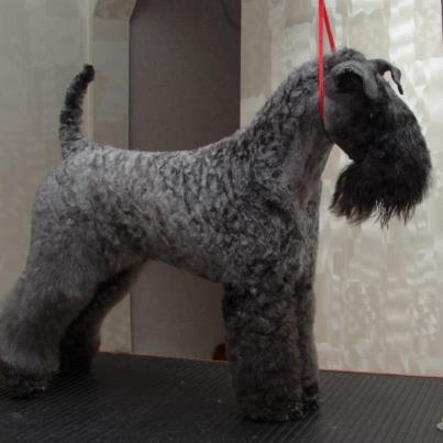 Андрей Шишкин