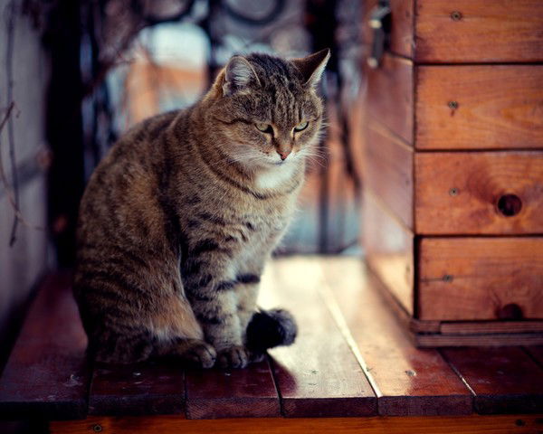 Дарья Петручик