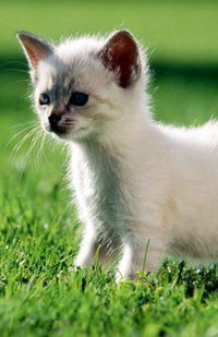 Виктория Стокусова