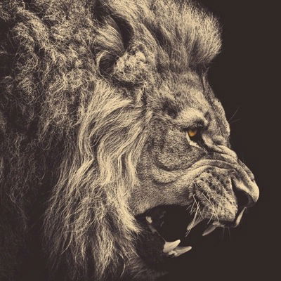 Лёва Антропов