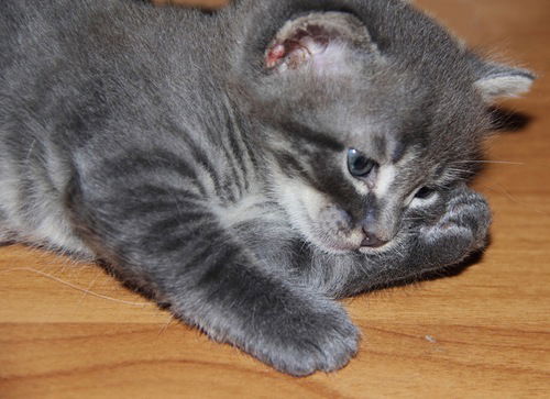 Елена Яковлева