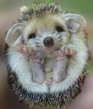 Оля Карпова