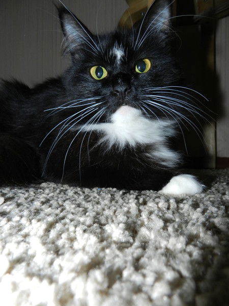 Светлана Ханбабаева