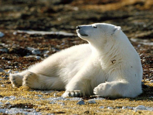 Седловский Даниил