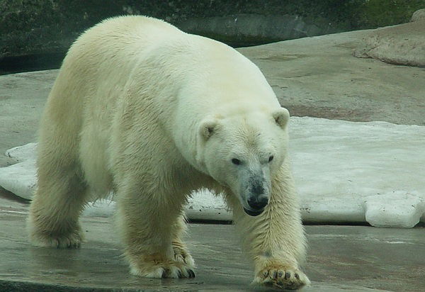 Юрий Белоусов