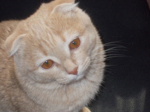 Елена Литвинова