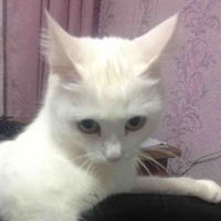 Александр Снитко