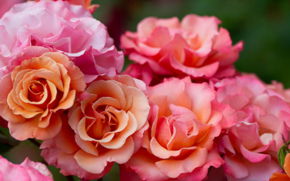 Александр Пичурин