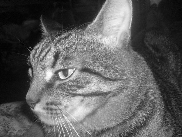 Вадим Петров