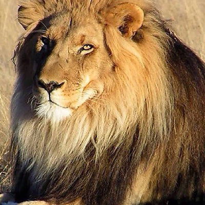 Бахыт Парманкулов