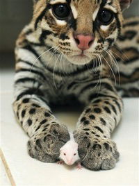 Полина Гельцер