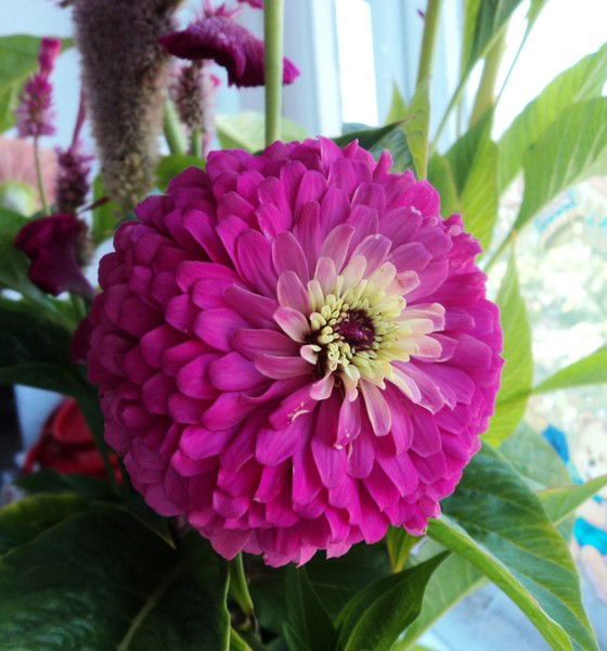 Жаксылык Куанышев