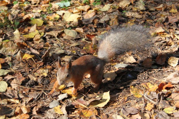 Николай Вековшинин