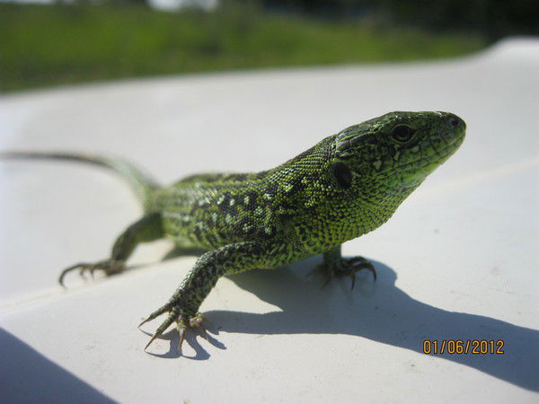 Дмитрий Кулешов