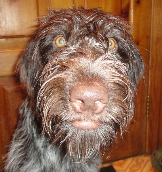 Елена Максименко