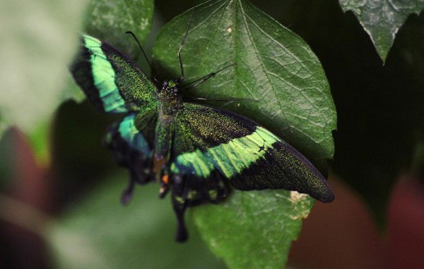 Айгерим Пак