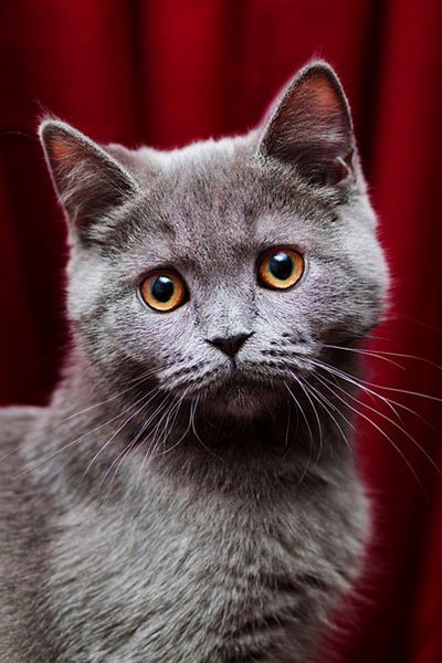 Александр Клоков