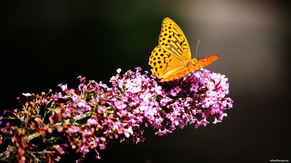 Татьяна Александрова
