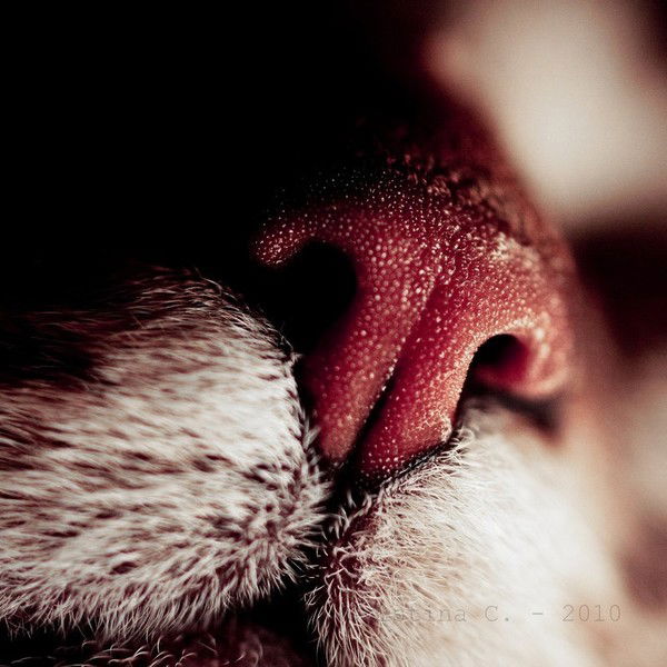 Дарья Бородулина