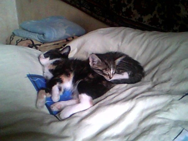 Николай Мома