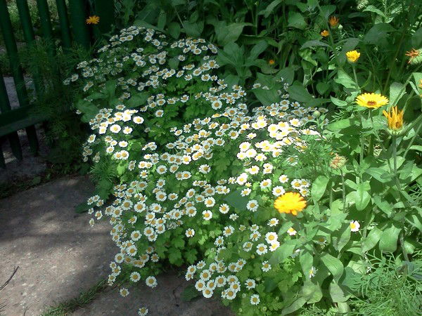 Ольга Донник