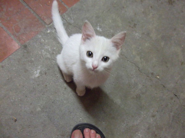 Андрей Стришный