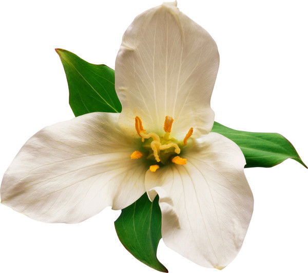 Александр Лепехин