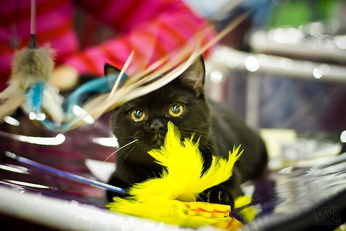 Аня Сталикова