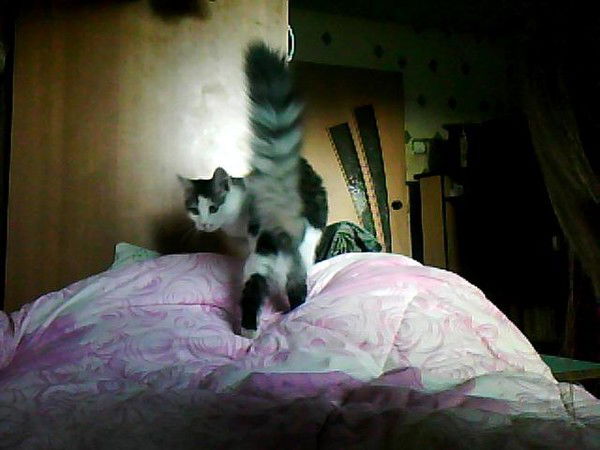 Катя Петруничева