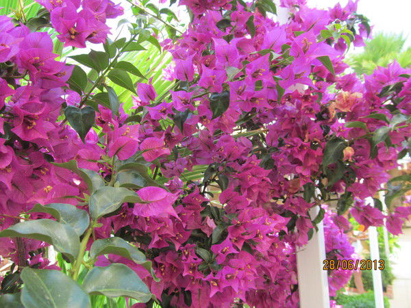 Жанар Булатова