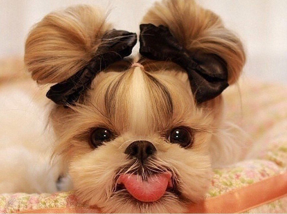 Ольга, Ольга