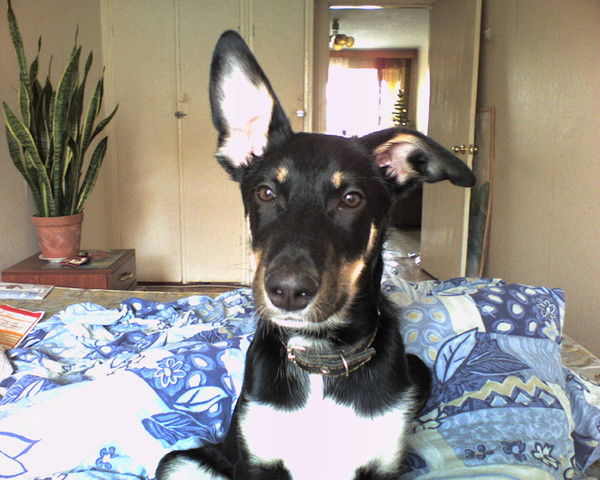 Михаил Голосков