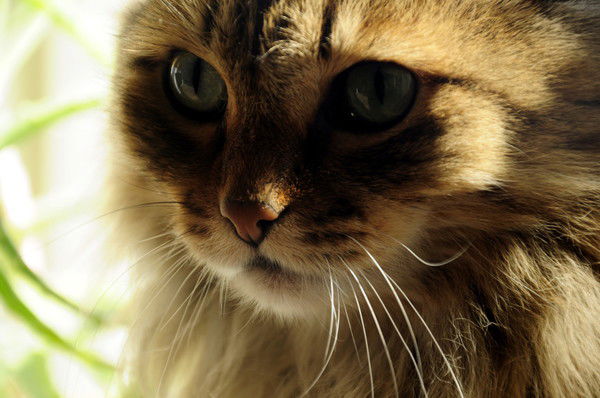 Марина Петрова