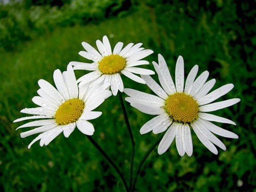 Иван Иванов