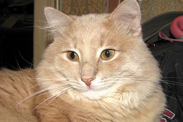 Анна Горчакова