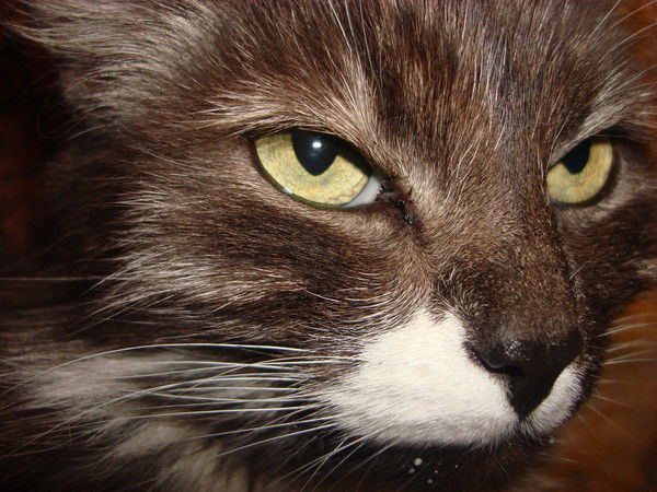 Марина Калинникова