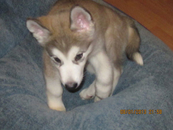 Валерий Волошин