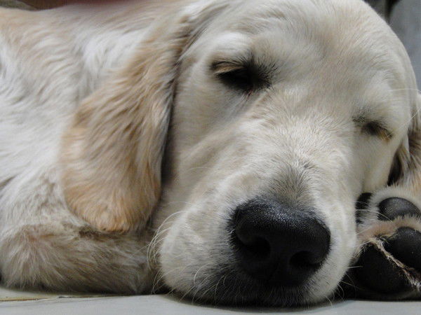 Леонид Кайль